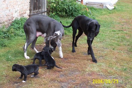 Deutsche Dogge Hunde Foto 43688 Deutsche Dogge Carlo Baby mit Eltern, Brüdern