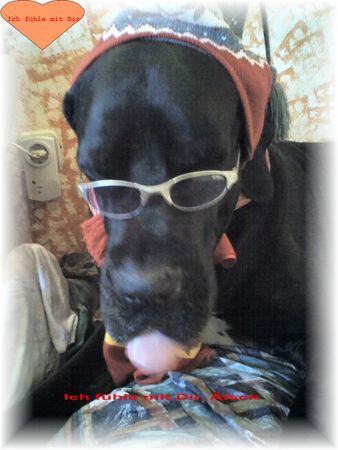 Deutsche Dogge Hunde Foto 43675 in höherer Auflösung ansehen Deutsche Dogge Ich verkleide mich gerne