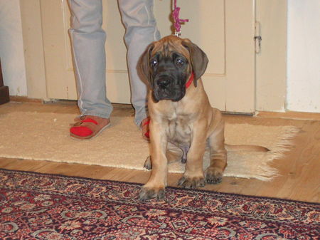 Deutsche Dogge Hunde Foto 36503 in höherer Auflösung ansehen Deutsche Dogge Ein süsser Doggenwelpe von 6 Wochen