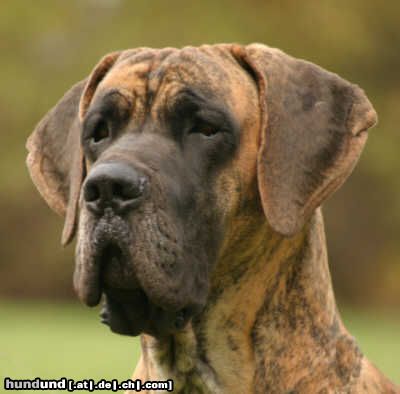 Deutsche Dogge Foto 9096 Hundund De