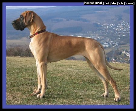 Deutsche Dogge Hunde Foto 8697 Deutsche Dogge Cayla Jane