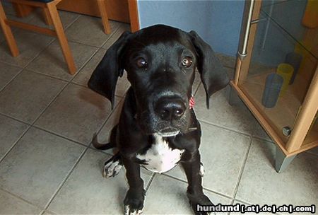Deutsche Dogge Hunde Foto 3787 Deutsche Dogge Noch sehe ich ein bisschen aus wie der Hund von lycos.de...