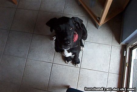 Deutsche Dogge Hunde Foto 3788 Deutsche Dogge Komm wieder runter vom Stuhl... ich tu Dir wirklich nix