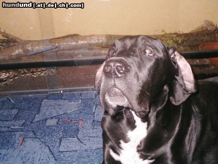 Deutsche Dogge Hunde Foto 3784 Deutsche Dogge Ich hab die Pizza nicht vom Teller geklaut... echt nicht!!!