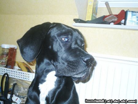 Deutsche Dogge Hunde Foto 3785 Deutsche Dogge PÜH!!! *schmoll*