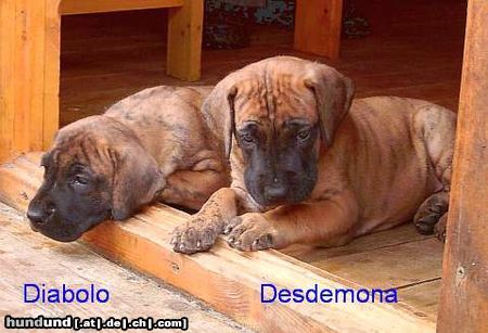 Deutsche Dogge Hunde Foto 12872 Deutsche Dogge Desdemona und Diabolo