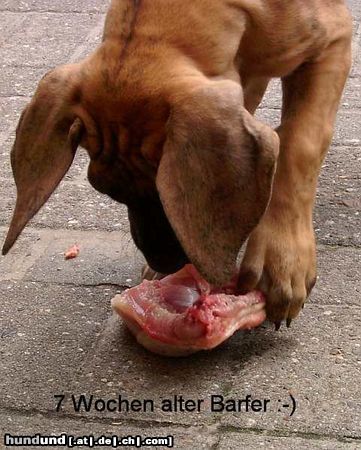Deutsche Dogge Hunde Foto 13149 Deutsche Dogge Mein erster Hähnchenschenkel