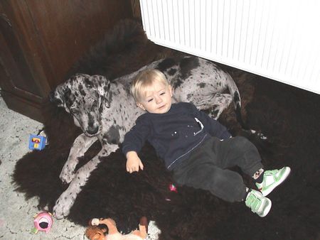 Deutsche Dogge Hunde Foto 35018 in höherer Auflösung ansehen Deutsche Dogge 2 Babies