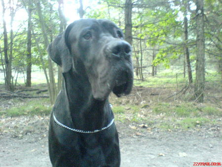 Deutsche Dogge Hunde Foto 35839 in höherer Auflösung ansehen Deutsche Dogge So schön der Junge! Er wurde leider nur 1Jahr und 16Tage. +23.09.2006! Wir vermissen ihn SEHR!!!!