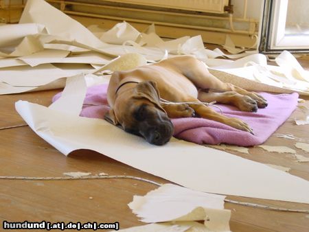 Deutsche Dogge Hunde Foto 5344 Deutsche Dogge ...soll´n die anderen doch arbeiten, ich hab gewerkschaftliche Pause!