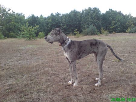 Deutsche Dogge Hunde Foto 33807 in höherer Auflösung ansehen Deutsche Dogge