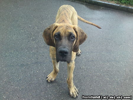 Deutsche Dogge Hunde Foto 44724 in höherer Auflösung ansehen Deutsche Dogge Meine Deutsche Dogge Nero