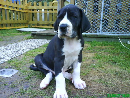 Deutsche Dogge Hunde Foto 39723 in höherer Auflösung ansehen Deutsche Dogge Ambros vom Menzelsee (6 wochen alt)