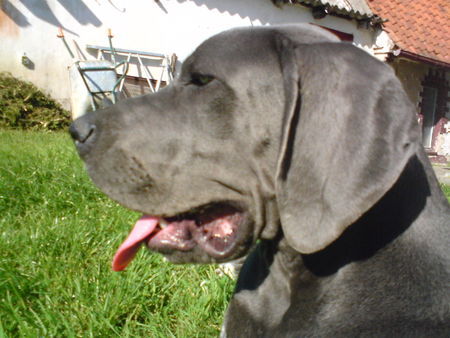 Deutsche Dogge Hunde Foto 38914 in höherer Auflösung ansehen Deutsche Dogge Kuckt mal wie groß ich schon bin!