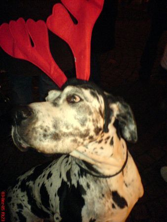 Deutsche Dogge Hunde Foto 30537 in höherer Auflösung ansehen Deutsche Dogge Rentier-Dogge