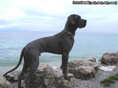 Deutsche Dogge Hunde Foto 17550 in höherer Auflösung ansehen Deutsche Dogge Otello di Verdi am Gardasee