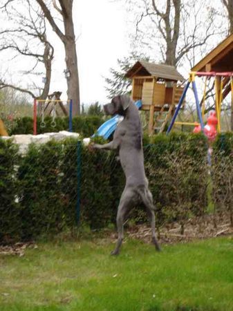 Deutsche Dogge Hunde Foto 34455 in höherer Auflösung ansehen Deutsche Dogge wo is der Nachbar