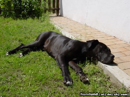 Deutsche Dogge Hunde Foto 18765 in höherer Auflösung ansehen Deutsche Dogge Lady Aysha beim Sonnen