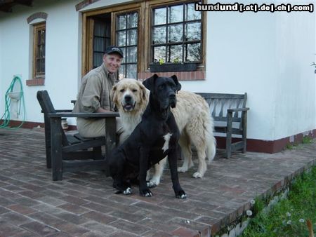 Deutsche Dogge Hunde Foto 18718 in höherer Auflösung ansehen Deutsche Dogge