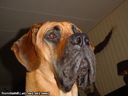 Deutsche Dogge Hunde Foto 4332 Deutsche Dogge mein lieber Hughy
