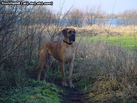 Deutsche Dogge Hunde Foto 4331 Deutsche Dogge mein lieber Hughy