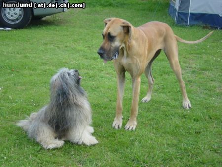 Deutsche Dogge Hunde Foto 14981 in höherer Auflösung ansehen Deutsche Dogge Leon der mit viel Haar, Jentel die GROßE