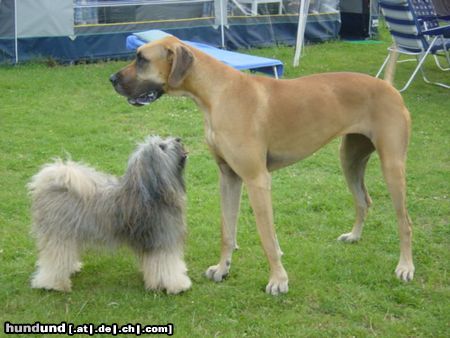 Deutsche Dogge Hunde Foto 14982 in höherer Auflösung ansehen Deutsche Dogge Leon der mit viel Haar, Jentel die GROßE