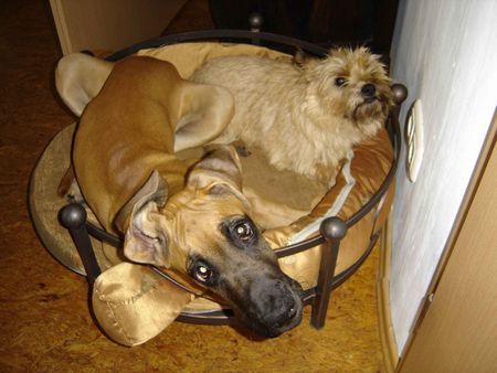 Deutsche Dogge Hunde Foto 42440 in höherer Auflösung ansehen Deutsche Dogge