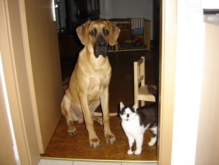 Deutsche Dogge Hunde Foto 42928 in höherer Auflösung ansehen Deutsche Dogge Warten auf´s Fressen