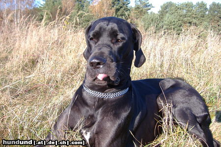 Deutsche Dogge Hunde Foto 26572 in höherer Auflösung ansehen Deutsche Dogge