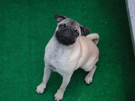Deutsche Dogge Hunde Foto 27189 Deutsche Dogge ****EMILY****