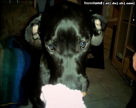 Deutsche Dogge Hunde Foto 5660 Deutsche Dogge Lecker??? *schnüffel*