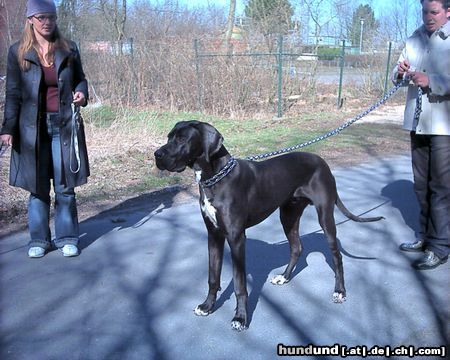 Deutsche Dogge Hunde Foto 5659 Deutsche Dogge Unser ganzer Stolz!!!