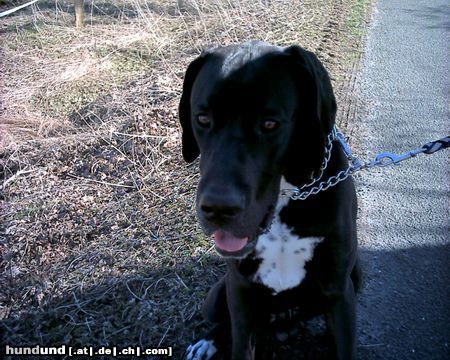 Deutsche Dogge Hunde Foto 5661 Deutsche Dogge