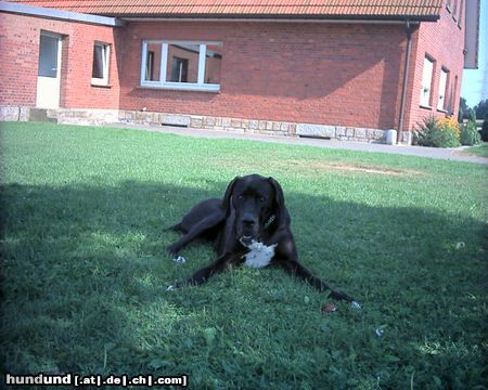Deutsche Dogge Hunde Foto 5662 Deutsche Dogge