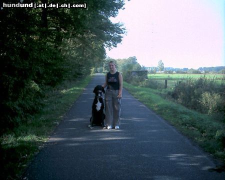 Deutsche Dogge Hunde Foto 5665 Deutsche Dogge