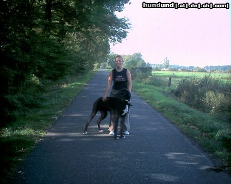 Deutsche Dogge Hunde Foto 5666 Deutsche Dogge