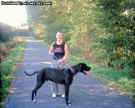 Deutsche Dogge Hunde Foto 5668 Deutsche Dogge