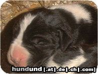 Deutsche Dogge Hunde Foto 8568 Deutsche Dogge Xafi Luminisa