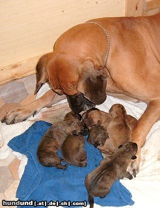 Deutsche Dogge Hunde Foto 13965 Deutsche Dogge 2 Tage alt