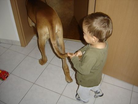 Deutsche Dogge Hunde Foto 43191 in höherer Auflösung ansehen Deutsche Dogge Elefantenmarsch