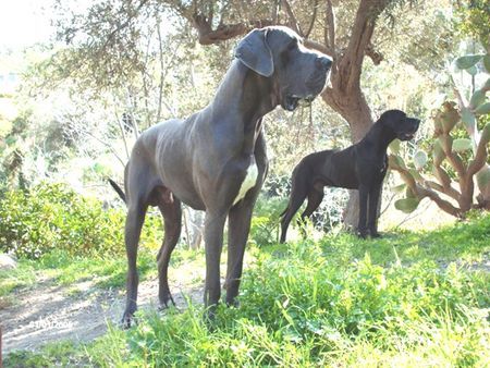 Deutsche Dogge Hunde Foto 42273 Deutsche Dogge Hypnose