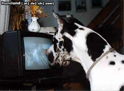Deutsche Dogge Hunde Foto 11607 Deutsche Dogge Tribeca Fargo watch TV