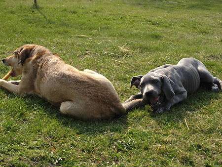 Deutsche Dogge Hunde Foto 37605 Deutsche Dogge Unser Doggerich Arthur knabbert gern an Shilas Schwanz...