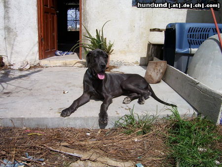 Deutsche Dogge Hunde Foto 26697 Deutsche Dogge Foto von Moonfire blue Superstar oder auch genannt Fritzchen, geboren am 28.02.05 und nun wohnhaft in Playa del Carmen Mexico , wo er sich mit meiner Mischlingshuendin richtig wohlfuehlt