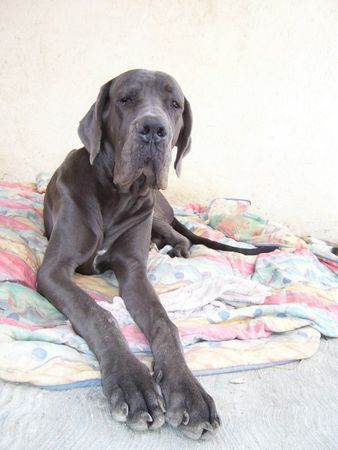 Deutsche Dogge Hunde Foto 27456 Deutsche Dogge diese Foto zeigt meinen 10 Monate alten Rüden: Moonfire Blue Superstar aus der Zucht von Carola Just in Berlin. Ich lebe seit 10 Jahren hier. Im Juli diesen Jahres war ich auf Urlaub in Deutschland.Eine Anzeige machte mich neugierig auf die Welpen. Als wir zum ersten mal zu Carola und Frank Just fuhren und direkt ein wildes Rudel verspielter Doggen-Welpen samt Mama auf uns zukamen, war es um mich geschehen. Nicht nur das die Tiere alle in tadellosem Zustand waren, auch der herzliche Umgang von Carola und Frank mit ihren Tieren hat mich sehr beeindruckt. Ich war mir sofort sicher, dass ich einen dieser