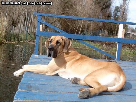 Deutsche Dogge Hunde Foto 14407 Deutsche Dogge Auch in Chile gibt es deutsche Doggen!