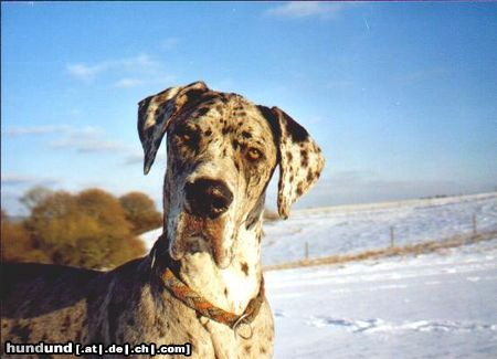 Deutsche Dogge Hunde Foto 2687 Deutsche Dogge Hallo Du !