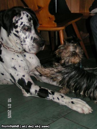Deutsche Dogge Hunde Foto 17695 Deutsche Dogge Ach muss Liebe schön sein!!!