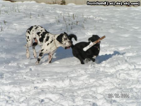 Deutsche Dogge Hunde Foto 17364 Deutsche Dogge gleich hab ich dich
